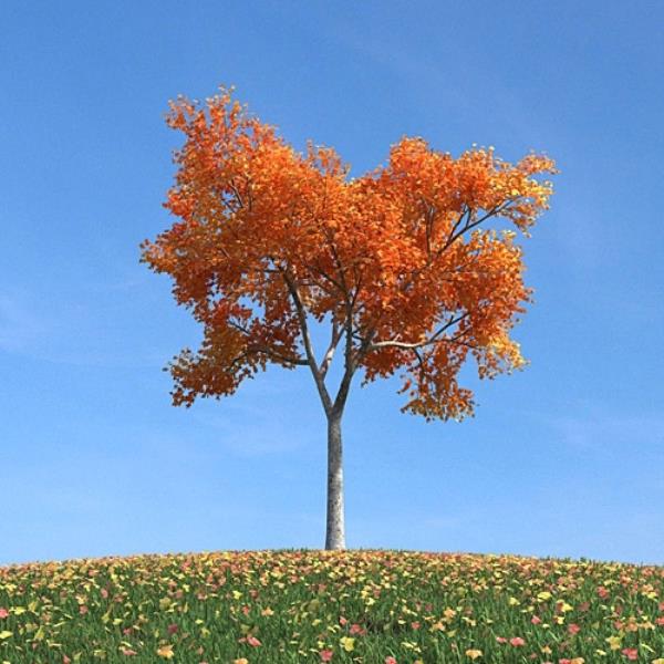 درخت پاییزی - دانلود مدل سه بعدی درخت پاییزی - آبجکت سه بعدی درخت پاییزی - دانلود آبجکت سه بعدی درخت پاییزی -دانلود مدل سه بعدی fbx - دانلود مدل سه بعدی obj -Autumn Tree 3d model free download  - Autumn Tree 3d Object - Autumn Tree OBJ 3d models - Autumn Tree FBX 3d Models - fall